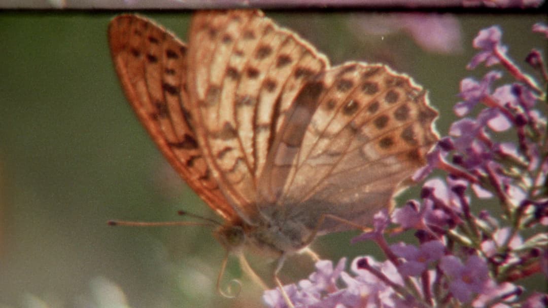 Super Nature + Q&A with Ed Sayers poster