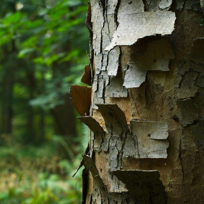 Wellbeing Wednesdays: Can't see the wood for the trees poster